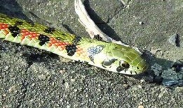 大花蛇最近爆料了吗视频,幕后真相大公开